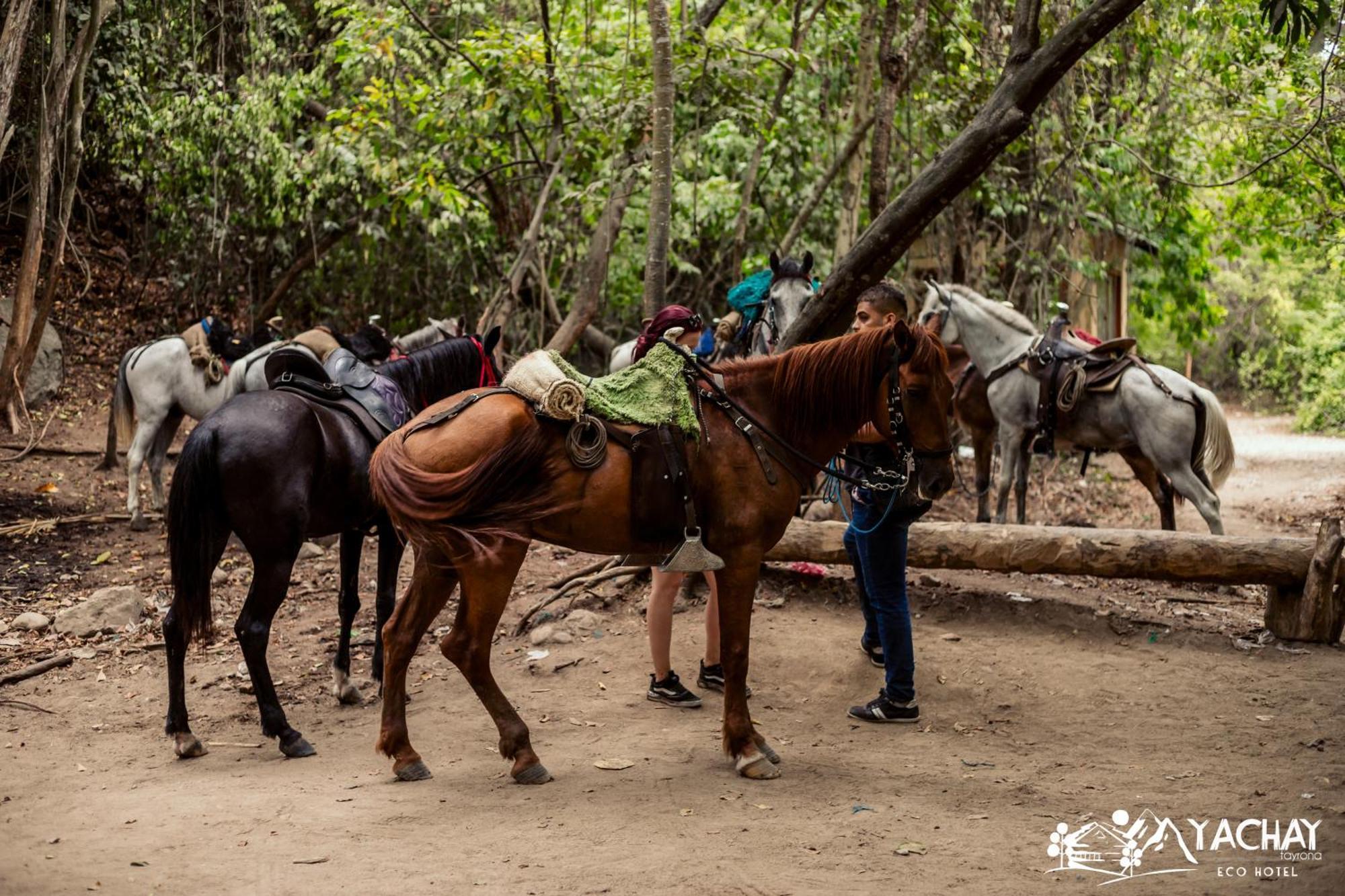 Ecohotel Yachay Tayrona Dentro Del Parque Tayrona El Zaino Ngoại thất bức ảnh